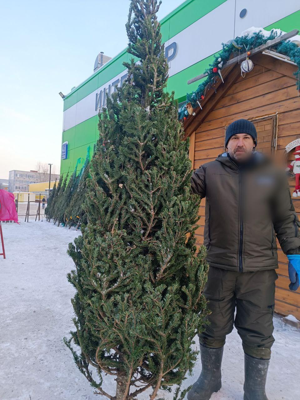 Фото Журналист сравнил цены на елочных базарах Новосибирска 3